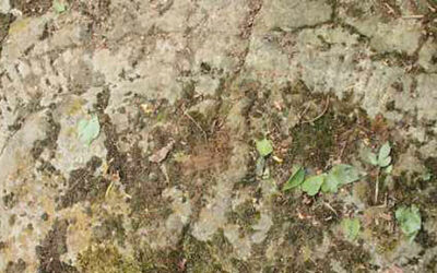 Un antico serpente di pietra lungo 3 metri