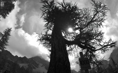 IN VALMALENCO L’ALBERO PIÙ VECCHIO D’ITALIA