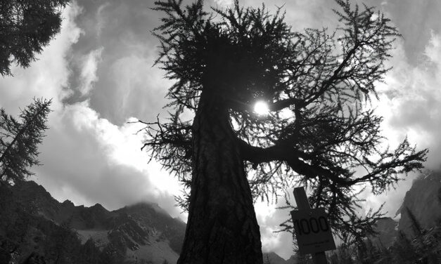 IN VALMALENCO L’ALBERO PIÙ VECCHIO D’ITALIA