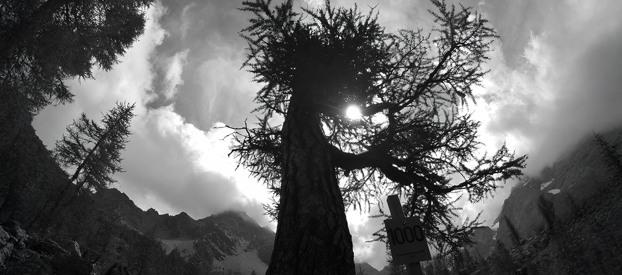 IN VALMALENCO L’ALBERO PIÙ VECCHIO D’ITALIA