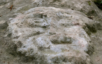 IL DIAVOLO DEI BOSCHI DI REZZATO