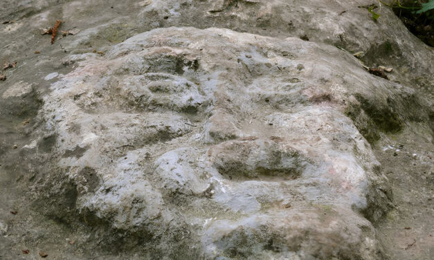 IL DIAVOLO DEI BOSCHI DI REZZATO