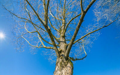L’ALBERO CAPOVOLTO DAL DIAVOLO