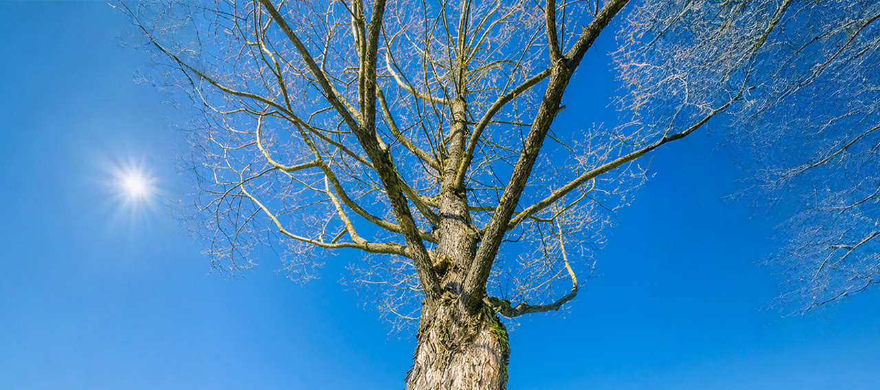 L’ALBERO CAPOVOLTO DAL DIAVOLO